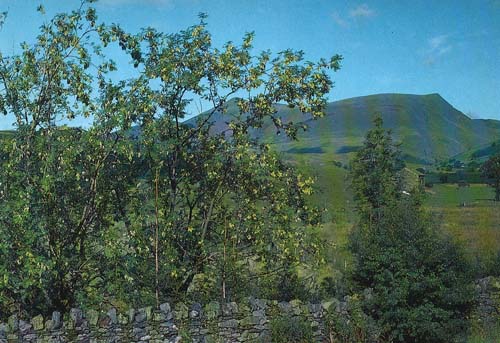 Skiddaw postcards